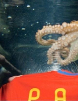 Октоподът Паул показва пипалата си пред камерата на БНТ