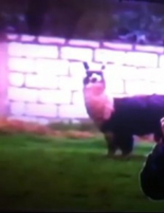 Странна камила преследва репортер на \"ESPN\" (видео)