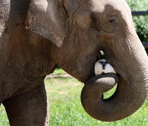 Слон и свиня ще дават прогнози за Евро 2012