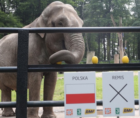 Слоницата прогнозира: Полша ще бие Русия