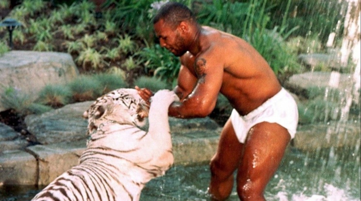 Един от тигрите на Майк Тайсън разкъсал ръката на жена