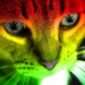 Cannabis_Cat